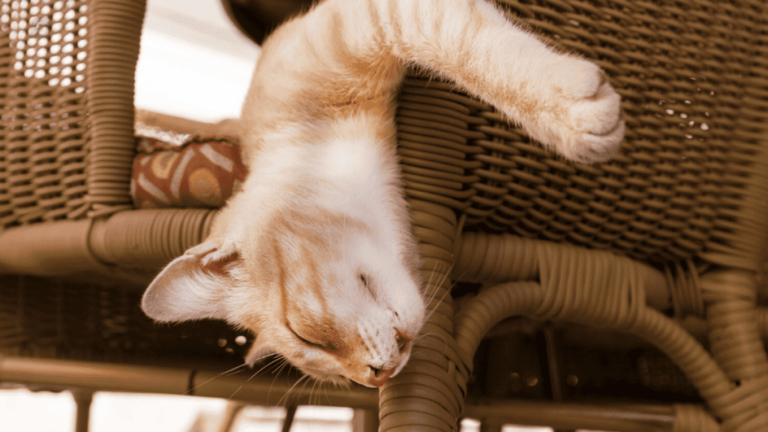 ¿Qué significa soñar que un gato te muerde? Aprende el mensaje detrás de este sueño